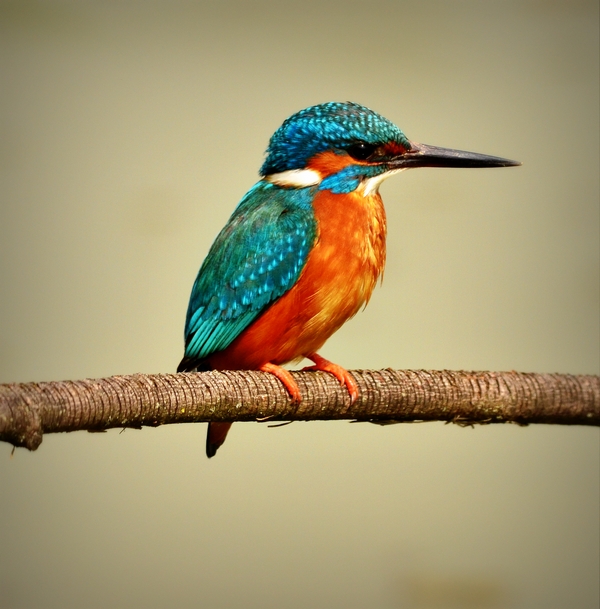 Martino